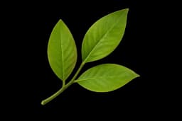 leaf