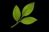 Leaf Sprout