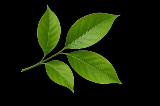 Leaf Watermark Left