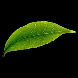 Leaf